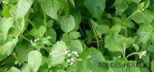 King of Herbs advantages